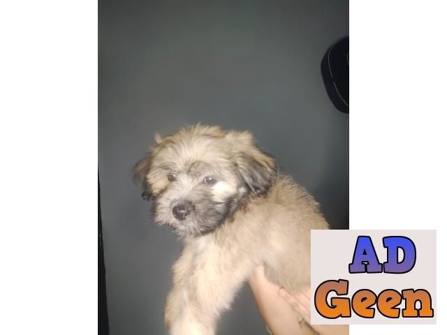 used KCI REGISTERED AND VACCINATED LHASA APSO PUPPIES FOR SALE BOTH MALE AND FEMALE for sale 